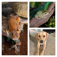 Karin's pets: Rocky the gecko, Beans the frog (Frank not pictured), and Jake the dog