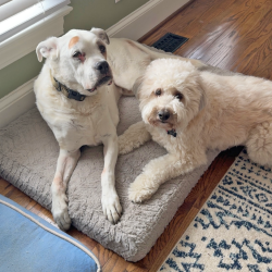 Carl's dogs