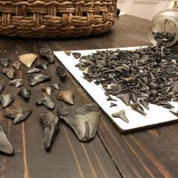 Her shark teeth collection