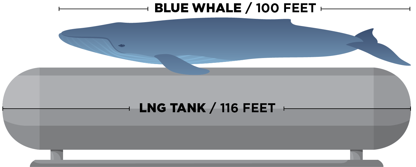 LNG tank size compared to the size of a blue whale