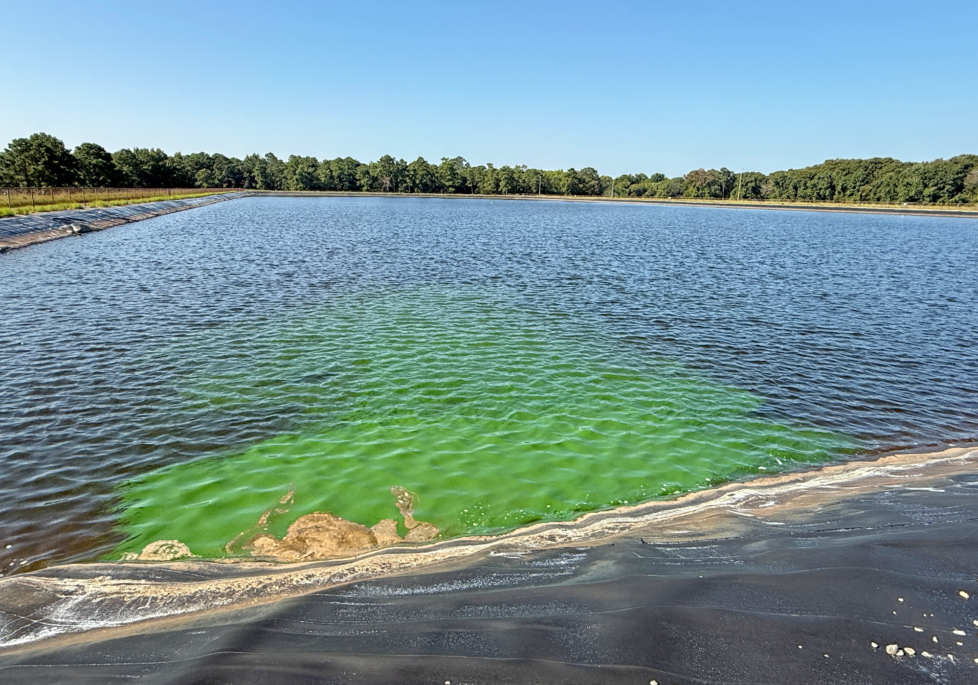 Blue-green algae along the edge of the impoundment.
