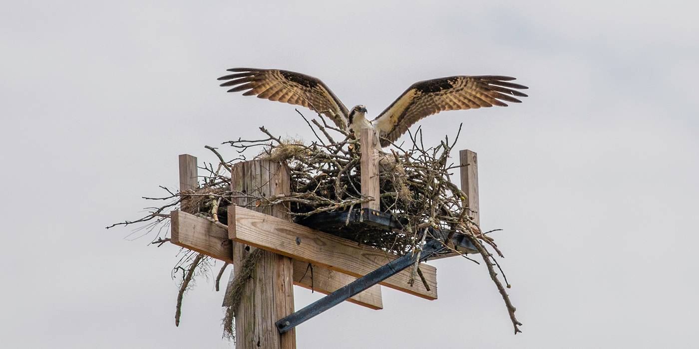 Resident Ospreys Get New Home