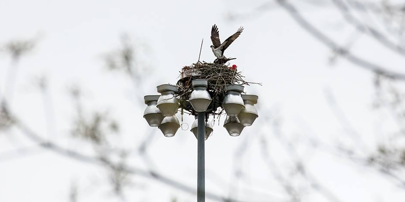 Ospreys and Eagles Rule the Roost